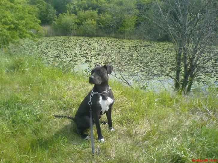 Amerikansk staffordshire terrier R.I.P Rex 18/7.07-16/9.09 billede 18