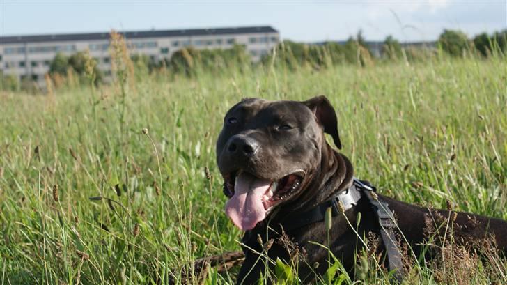 Amerikansk staffordshire terrier R.I.P Rex 18/7.07-16/9.09 billede 20