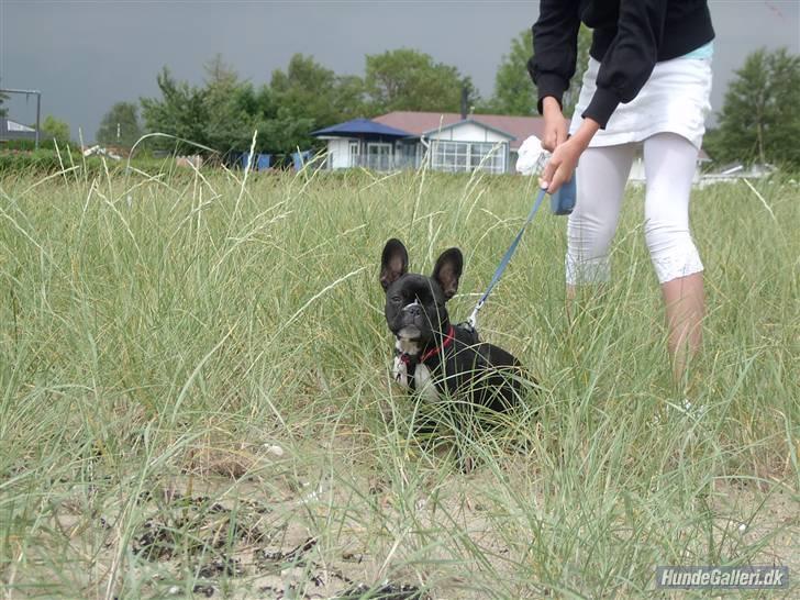 Fransk bulldog Molly - velkommen til Molly billede 1