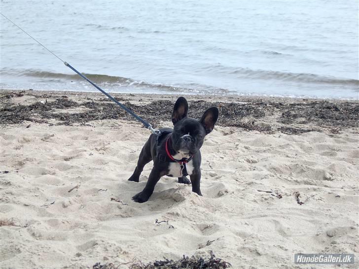 Fransk bulldog Molly - Molly ved stranden billede 2