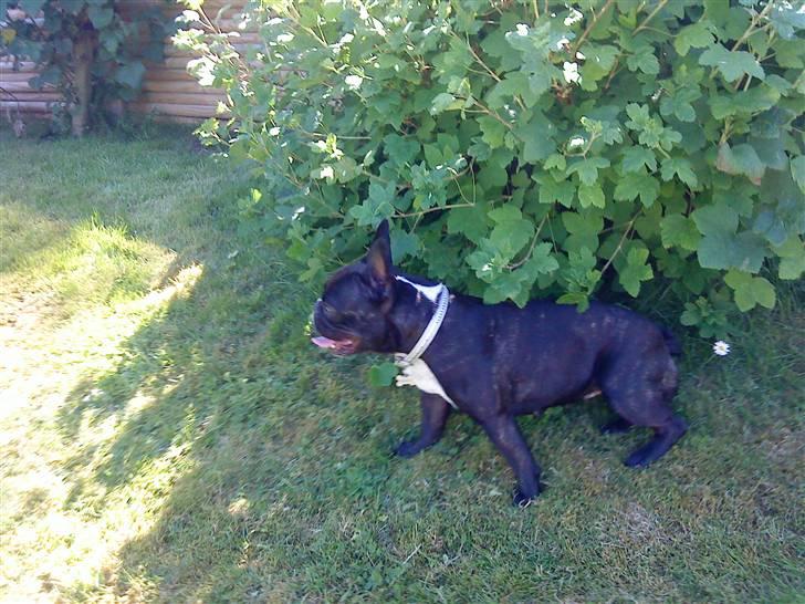 Fransk bulldog Molly - puha det er varmt billede 3