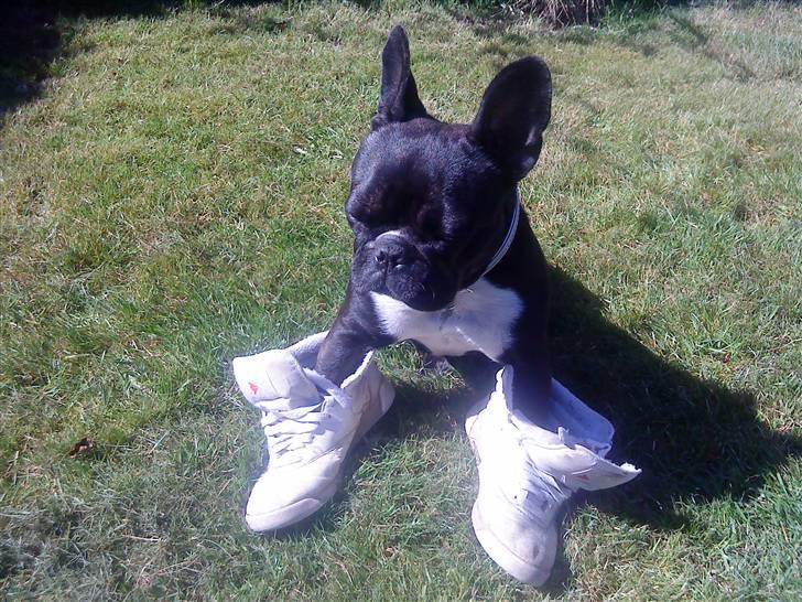 Fransk bulldog Molly - se nogle fine sko jeg har på(: billede 4