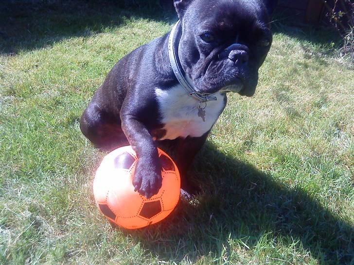 Fransk bulldog Molly - er der ikke nogen der vil spille bold med mig(; billede 5