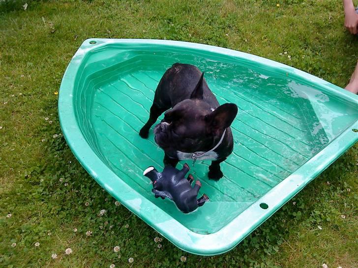 Fransk bulldog Molly - dejlig vand billede 6