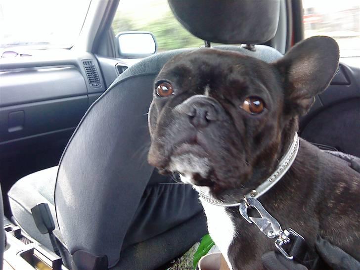Fransk bulldog Molly - elsker at kører i bil og se mit ene ører er væk(; billede 7