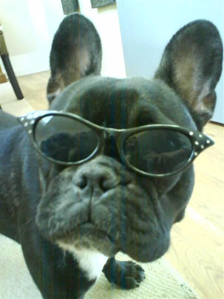 Fransk bulldog Molly - jeg er bare så lækker kan ikke forstå jeg ikke har en kæreste<3 billede 8