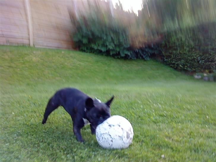 Fransk bulldog Molly - så det fodbold tid billede 9