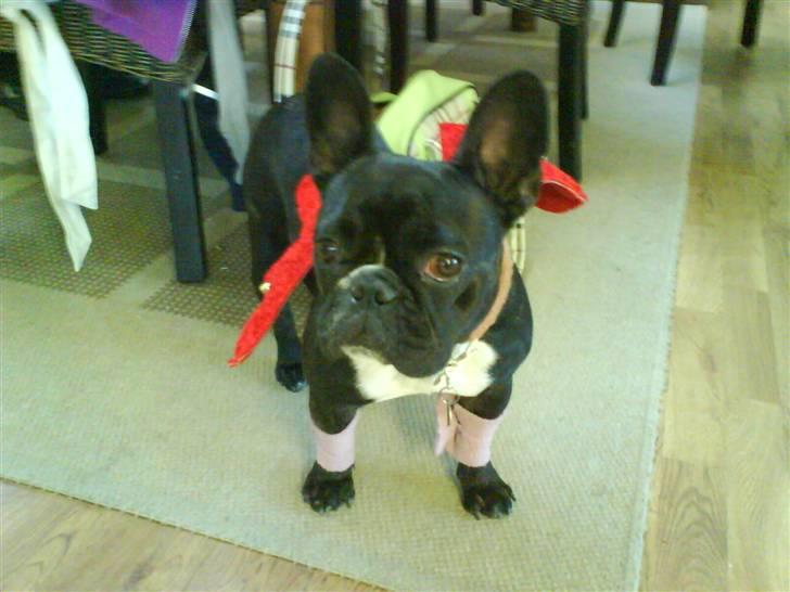 Fransk bulldog Molly - er jeg ikke sød<3 billede 10