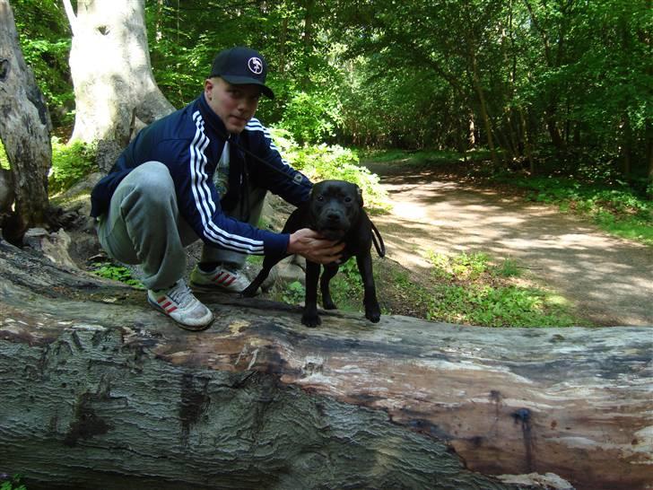 Staffordshire bull terrier Eddie billede 9