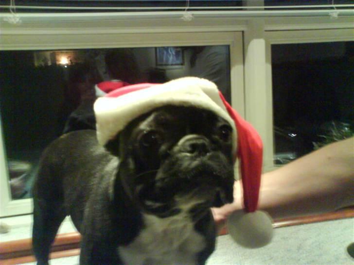 Fransk bulldog Molly - jeg er en lille jule hund<3 billede 11