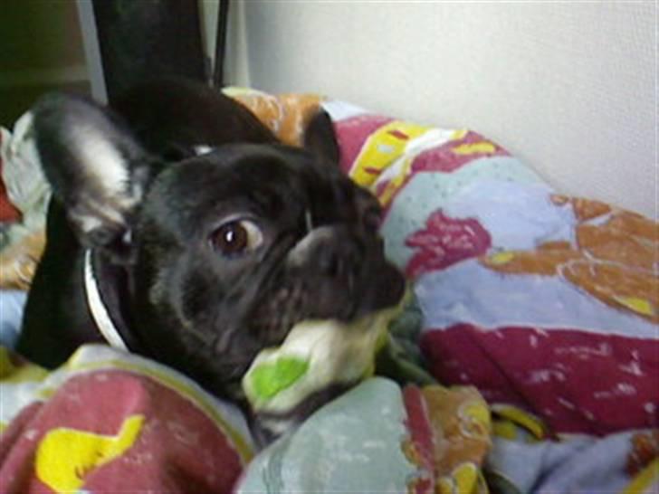 Fransk bulldog Molly - se mit fine kødben men du må ikke ta det billede 12