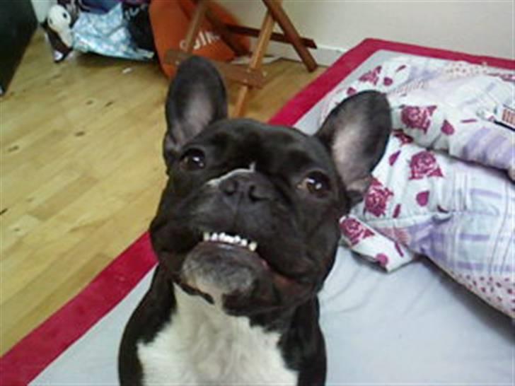 Fransk bulldog Molly - se mine fine bisse billede 13