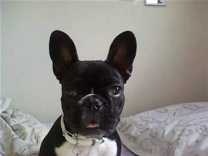 Fransk bulldog Molly - øhh var det noget jeg ikke hørte billede 14