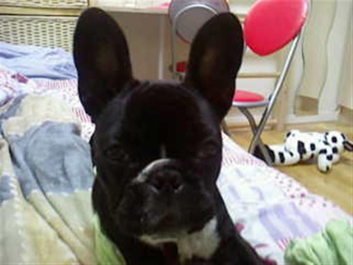Fransk bulldog Molly - smukke mig billede 15