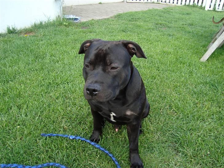 Staffordshire bull terrier Eddie - 6md. :) billede 10