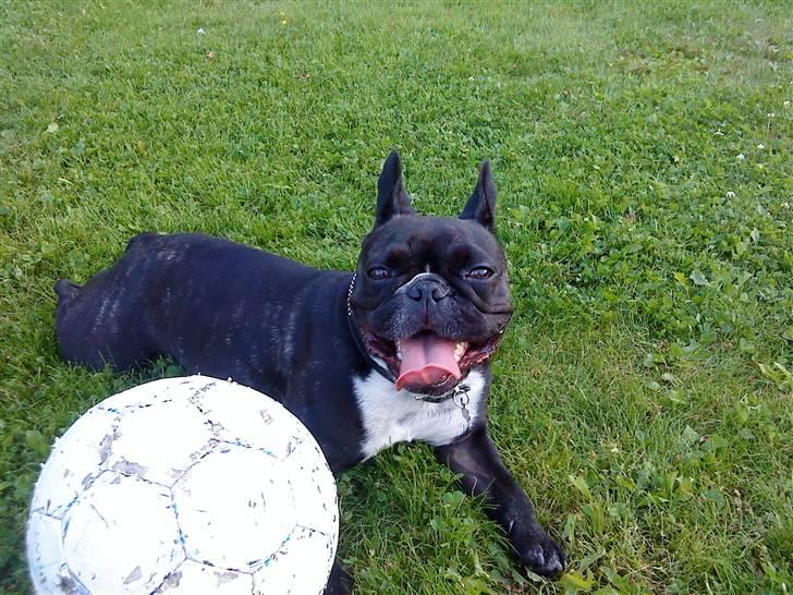 Fransk bulldog Molly - puha det er hårdt at spille fodbold billede 16