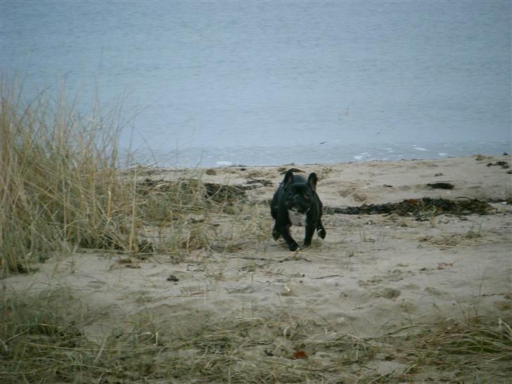 Fransk bulldog Molly - en tur til stranden(de manglene hår pletter var fordi jeg var syg men er helt raks nu) billede 17
