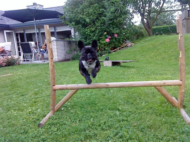 Fransk bulldog Molly - se hvor god jeg er billede 18