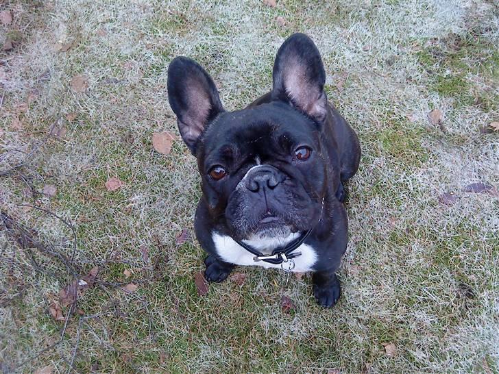 Fransk bulldog Molly - taler du til mig billede 19