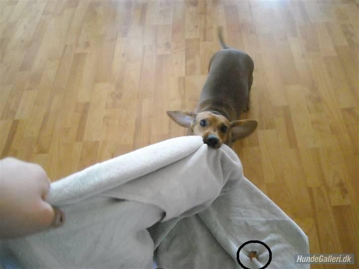 Gravhund Josefine DØD - Hov! Se hvad hun har gjordt! FYYYY ´Josefine billede 12