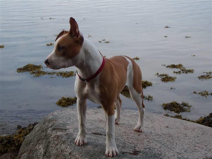 Amerikansk staffordshire terrier Pixie - Er jeg ikke smuk som jeg står her:) billede 1