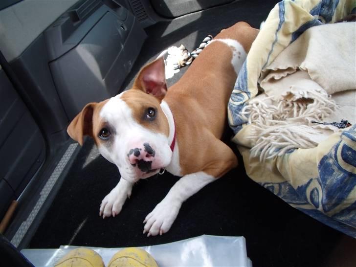 Amerikansk staffordshire terrier Pixie - På vej til lolland.. billede 2