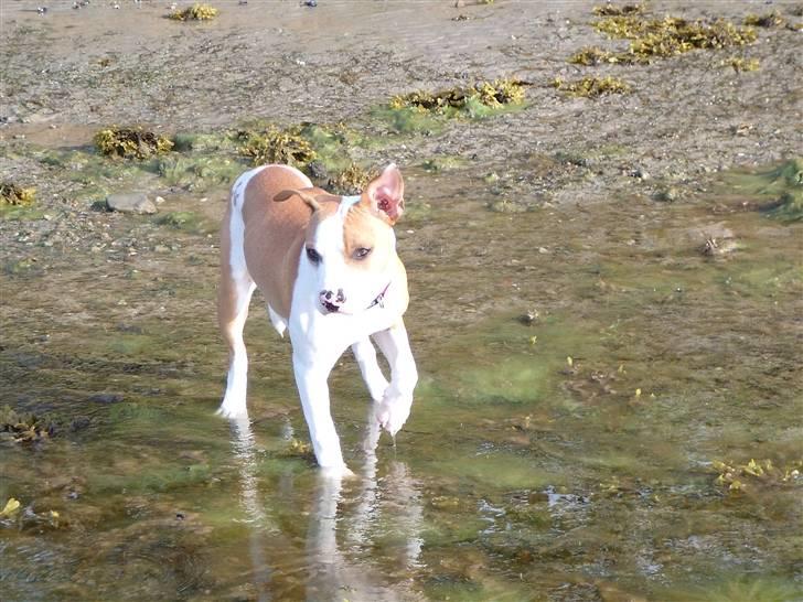 Amerikansk staffordshire terrier Pixie - Uhaa.. det er lidt farligt det vand... billede 3