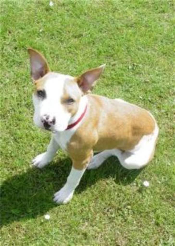 Amerikansk staffordshire terrier Pixie - Lille og ikke til at stå for:) billede 4