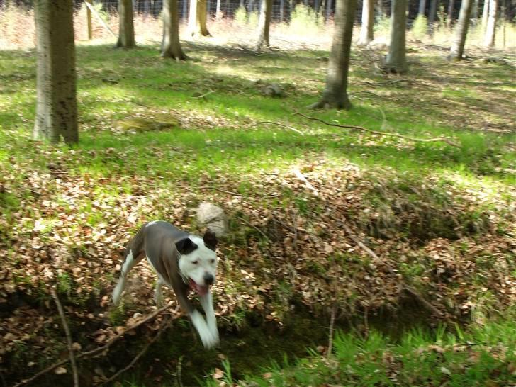 Amerikansk staffordshire terrier Pixie - Min nye flyvende storebror Charlie..:P billede 5