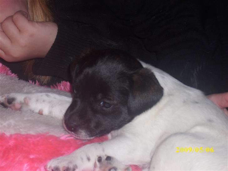 Dansk svensk gaardhund Lucy billede 1