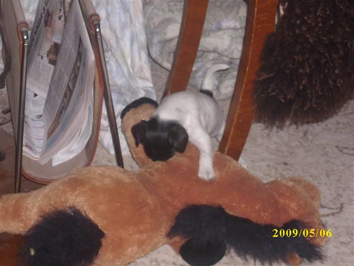 Dansk svensk gaardhund Lucy billede 2