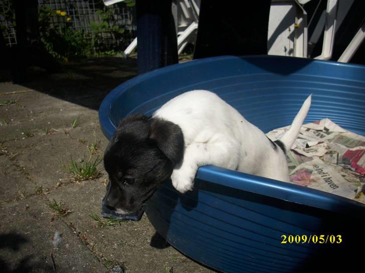 Dansk svensk gaardhund Lucy billede 3