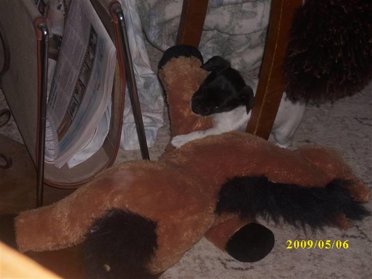 Dansk svensk gaardhund Lucy billede 4