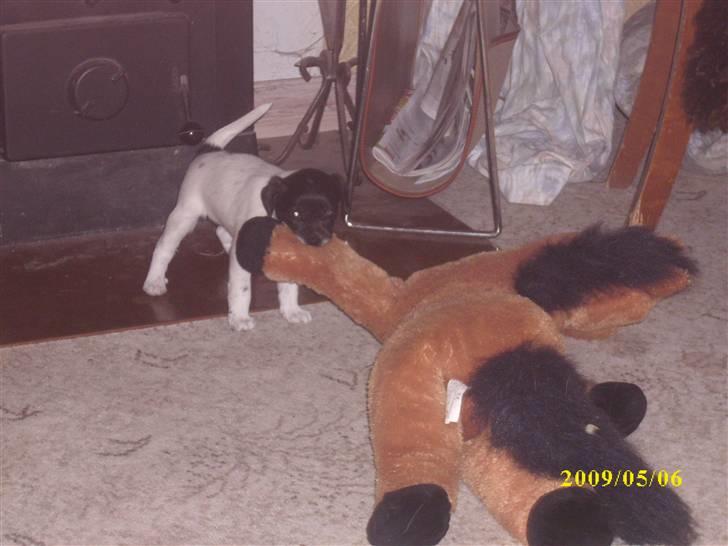 Dansk svensk gaardhund Lucy billede 5