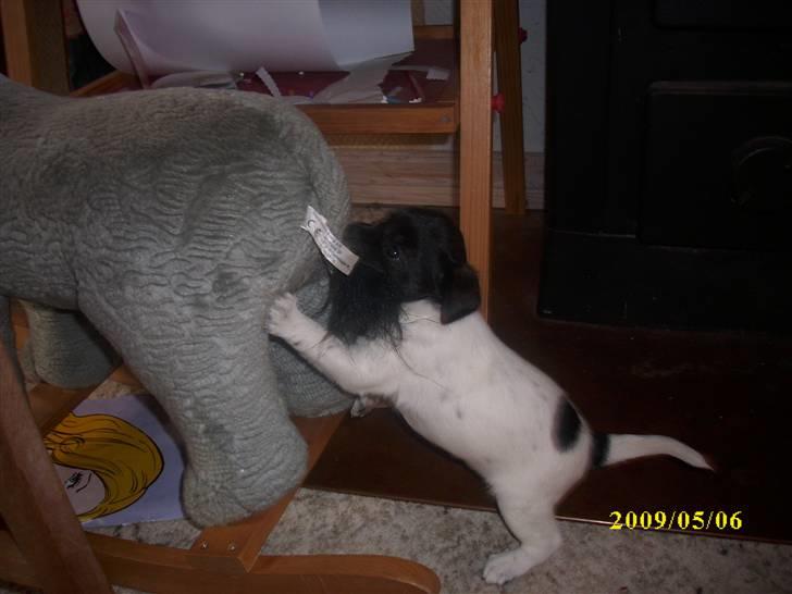 Dansk svensk gaardhund Lucy billede 6