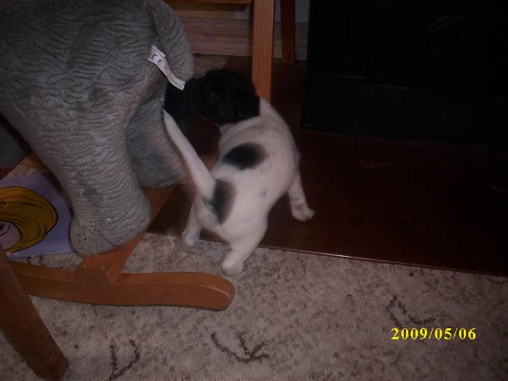 Dansk svensk gaardhund Lucy billede 7