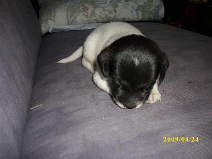 Dansk svensk gaardhund Lucy billede 8