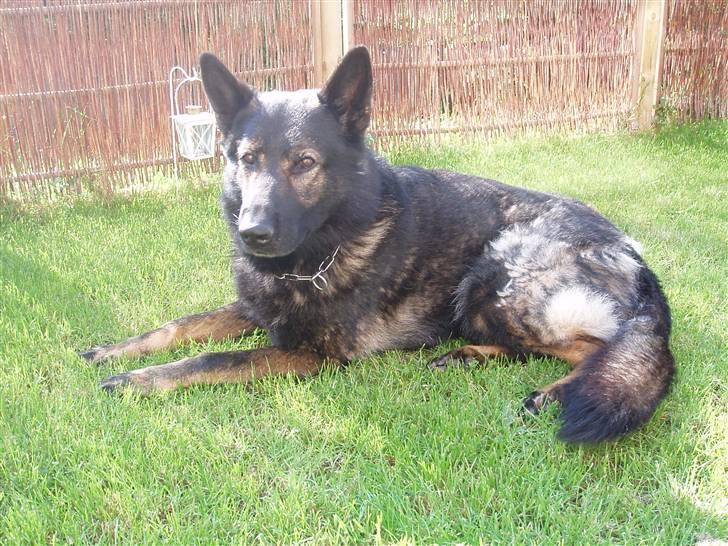 Schæferhund Sund hund Elliot (R.I.P.) billede 1