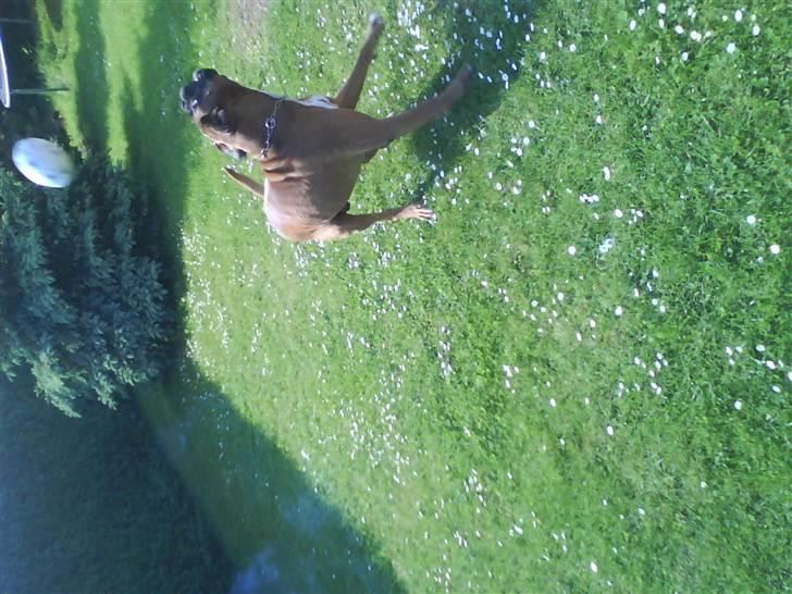 Boxer czantoz R.I.P ;(  billede 8