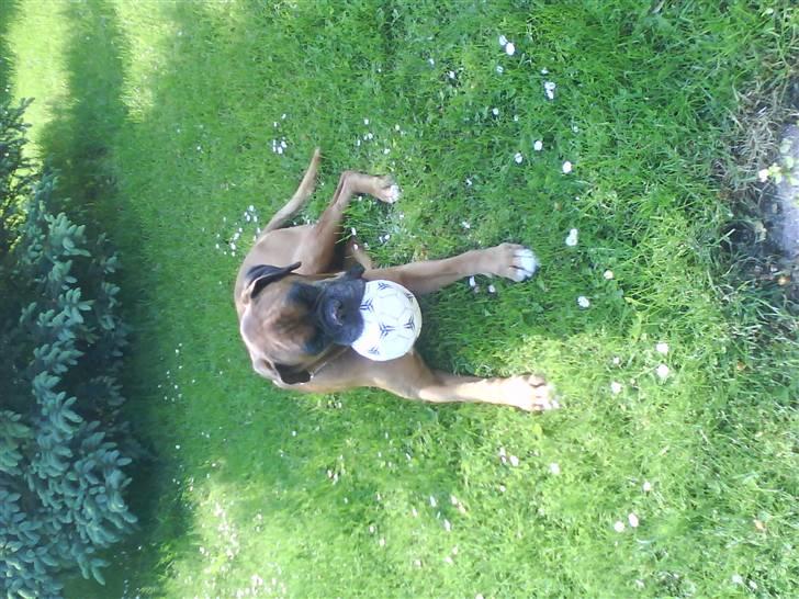 Boxer czantoz R.I.P ;(  billede 9