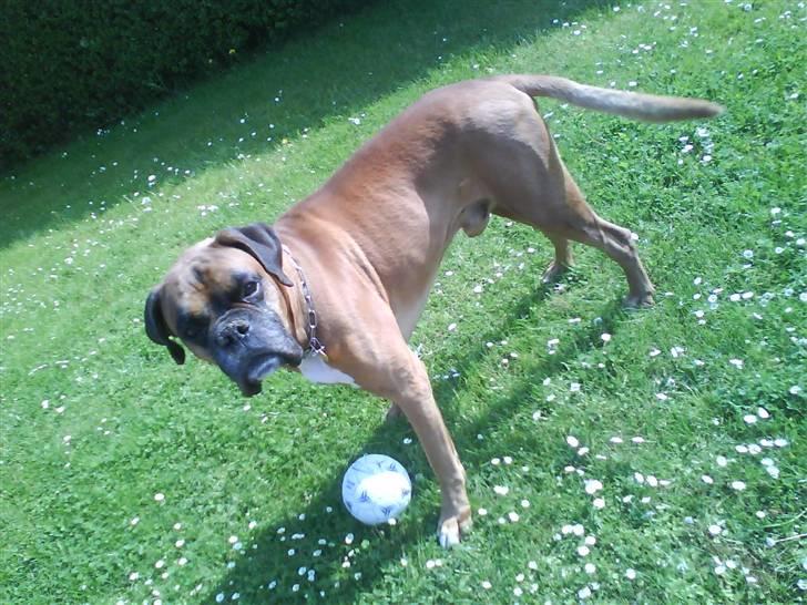 Boxer czantoz R.I.P ;(  billede 10