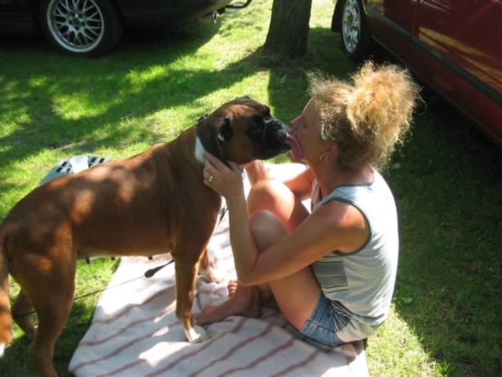 Boxer Roberta *Himmelprinsesse* - Med på camping - du var den bedste lille rejsekammerat. billede 11