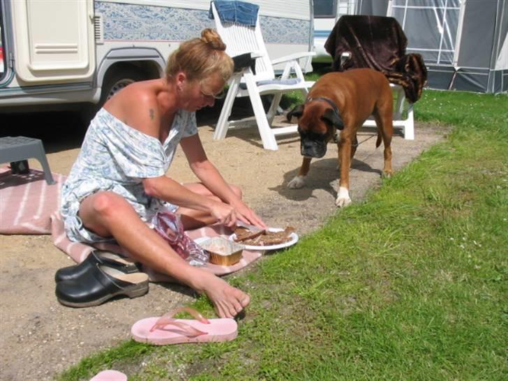Boxer Roberta *Himmelprinsesse* - Leverpostejmadder på campingtur - dejligt at spise ude :-) billede 12