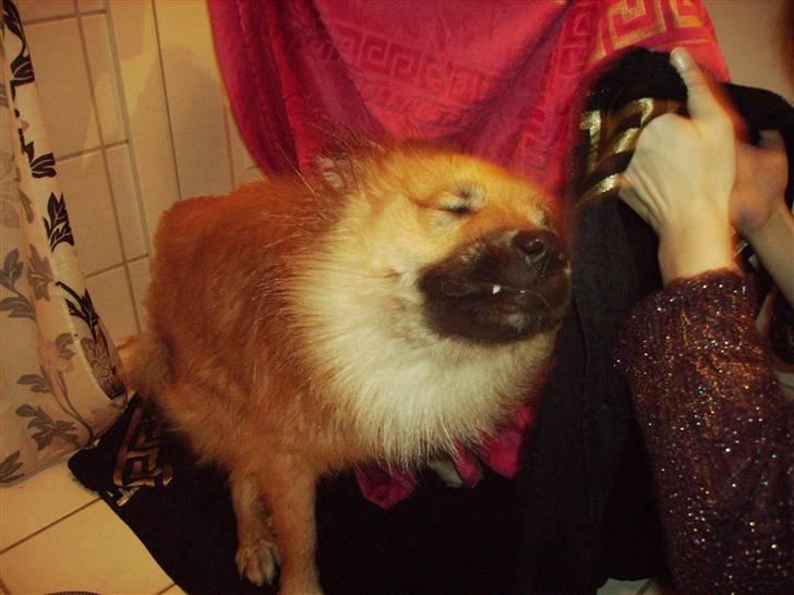 Islandsk fårehund James billede 9