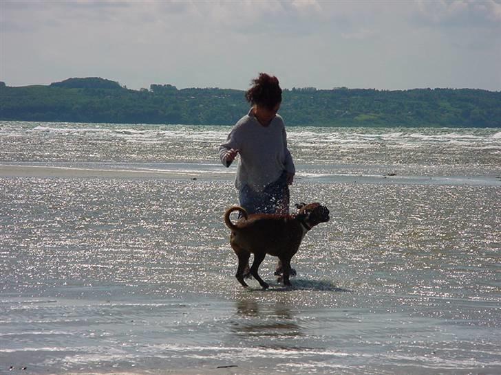 Boxer Roberta *Himmelprinsesse* billede 15