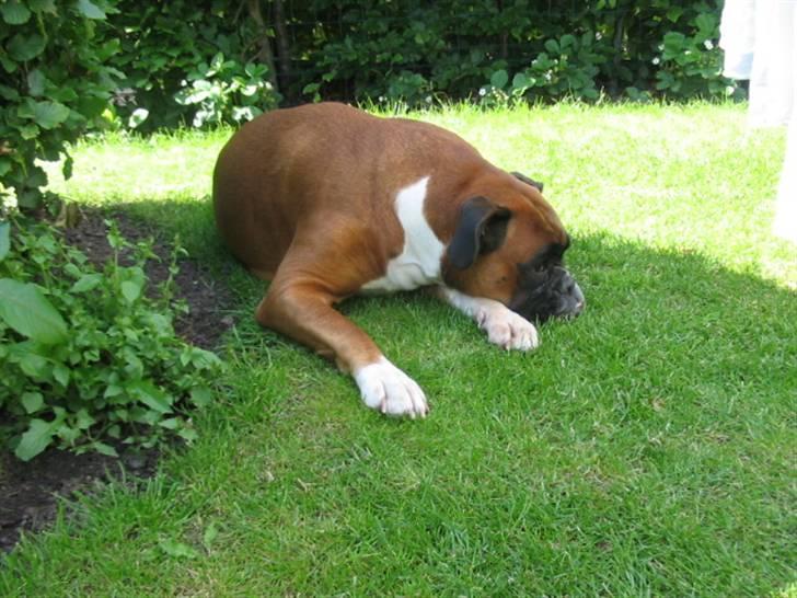 Boxer Roberta *Himmelprinsesse* billede 16