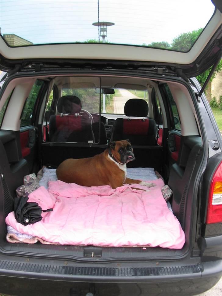 Boxer Roberta *Himmelprinsesse* - Du elskede at køre bil og selvfølgelig skulle du ligge godt :-) billede 17