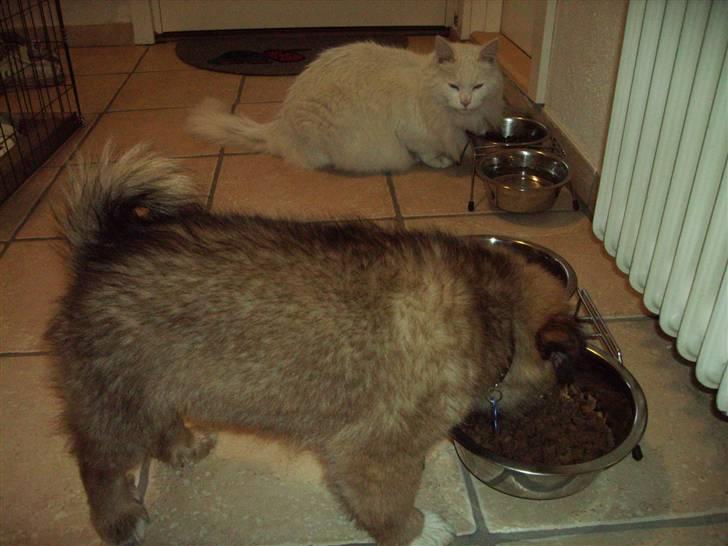 Islandsk fårehund James billede 10