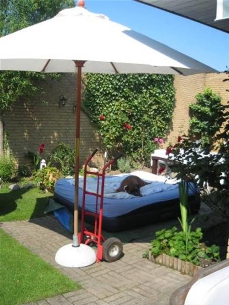 Boxer Roberta *Himmelprinsesse* - Jeg masede gerne rundt med haveparasollen for at du ikke fik det for varmt :-) billede 18