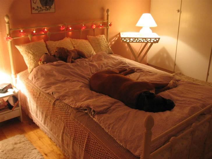 Boxer Roberta *Himmelprinsesse* - Gæsteværelset som du opfattede som dit personligt :-) billede 19